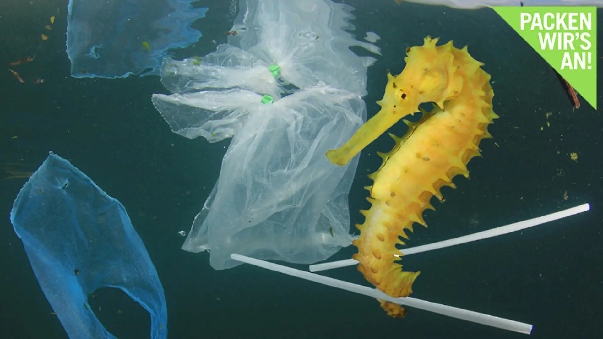 Seepferdchen und andere Tiere sind gefährdete Arten