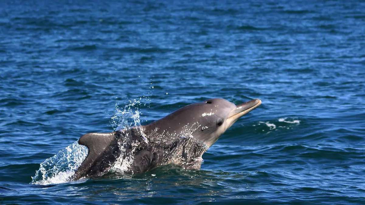 Sousa Chinensis (Humpback Dolphin) surfacing in South Africa