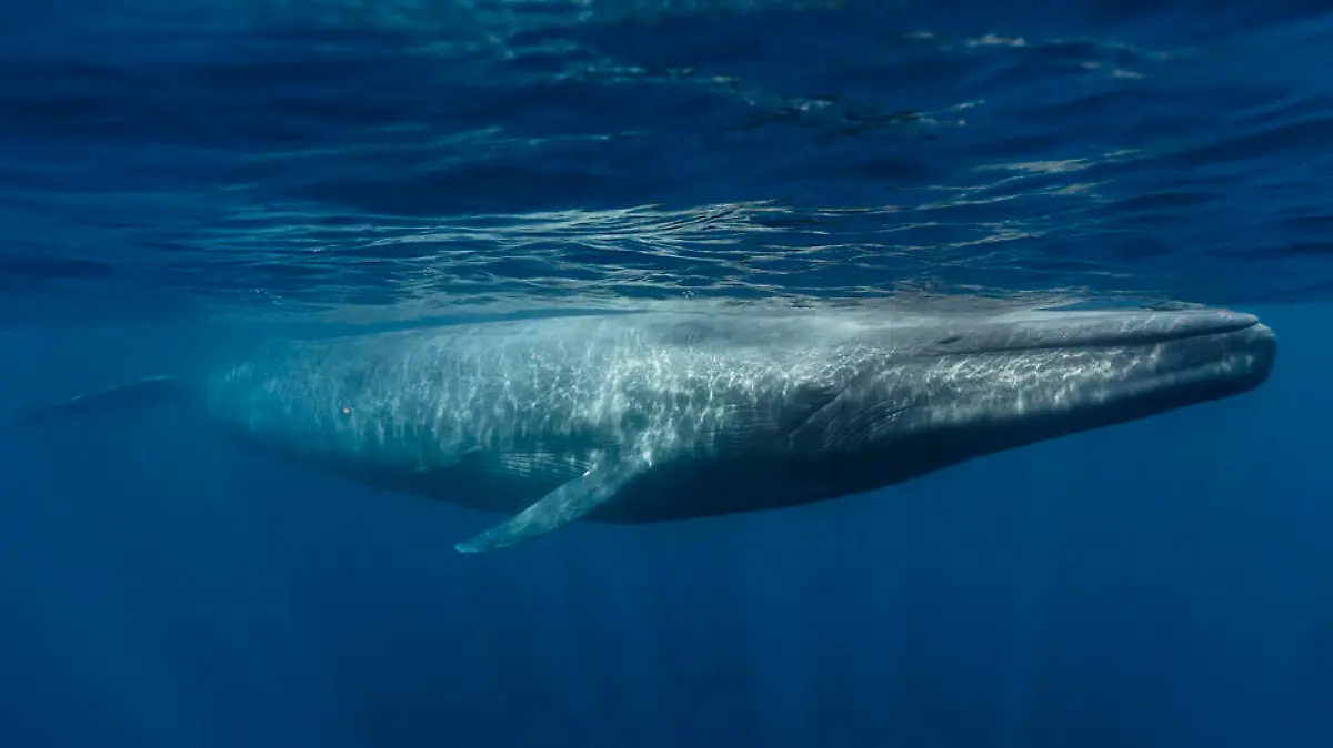 Blue Whale and Calf