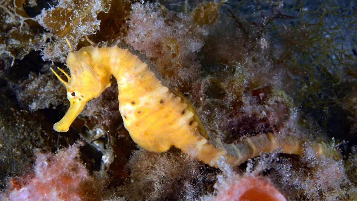 Shows seahorses living among the weed. Usually they blend in very well with their surroundings.