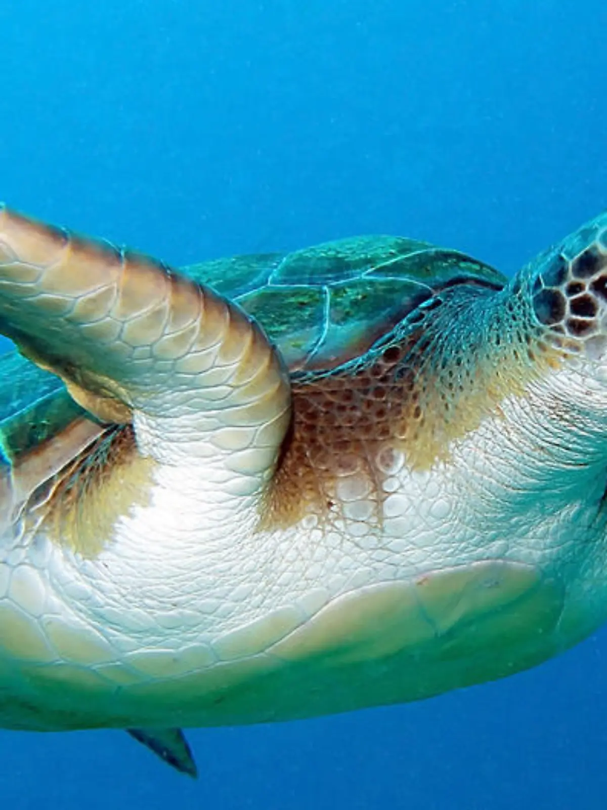 Unechte Karettschildkröte