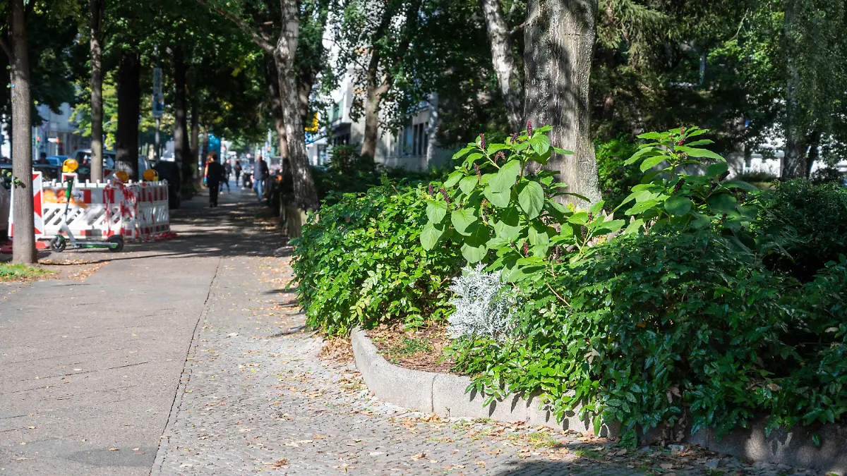 06.09.2021, Berlin: Ein Mann soll eine 58-Jährige in einer Berliner Grünanlage an der Ecke Prinzregentenstraße/Güntzelstraße durch Messerstiche in den Hals lebensgefährlich verletzt haben. Foto: Christophe Gateau/dpa +++ dpa-Bildfunk +++