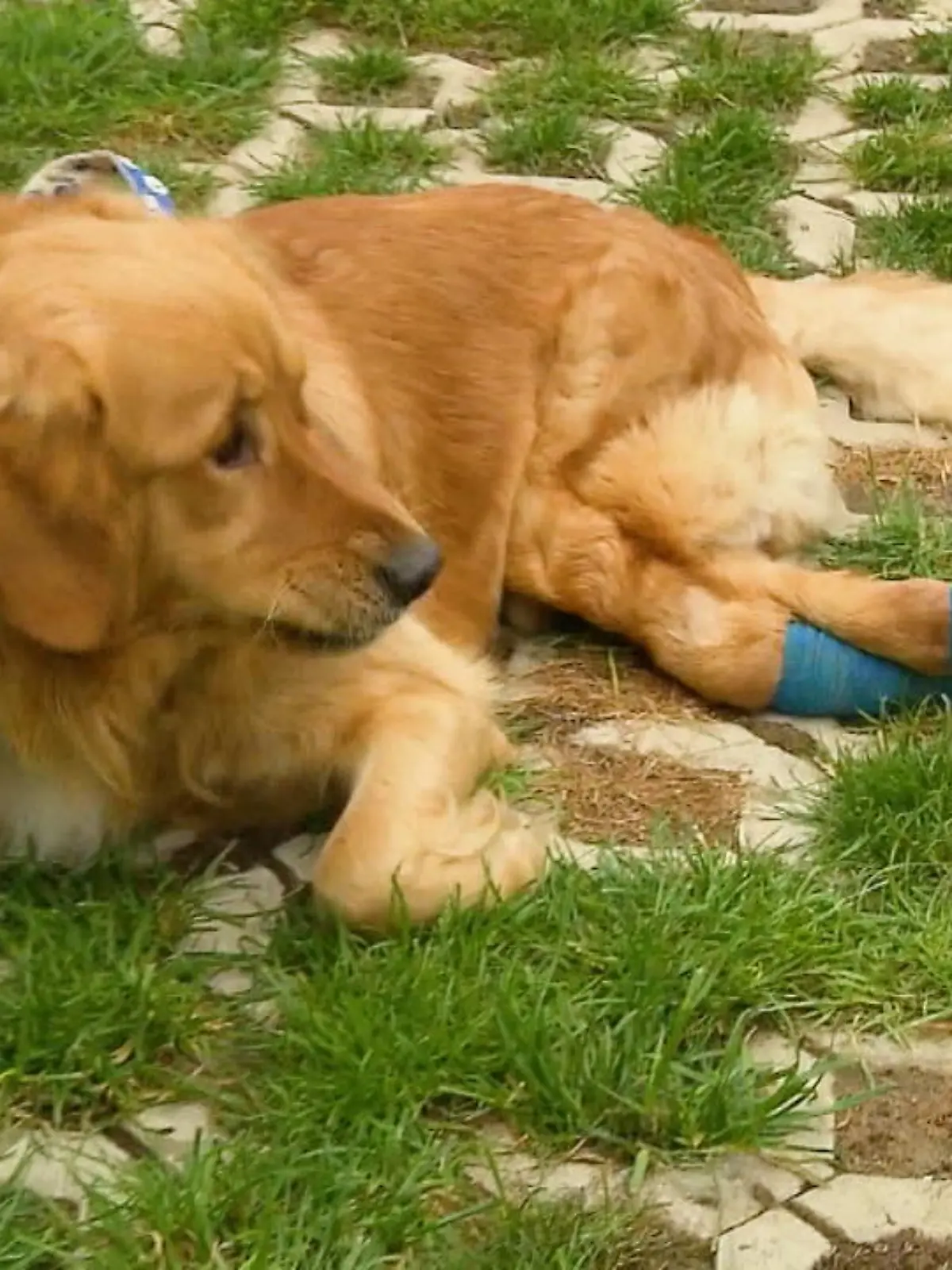 Bild zu: "Hund Fin sucht neues Zuhause"