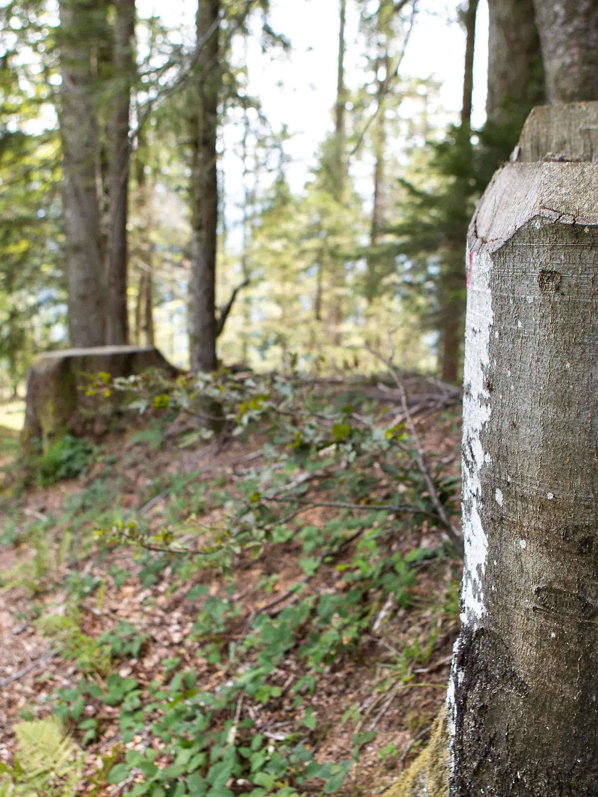 Wanderweg, Markierung