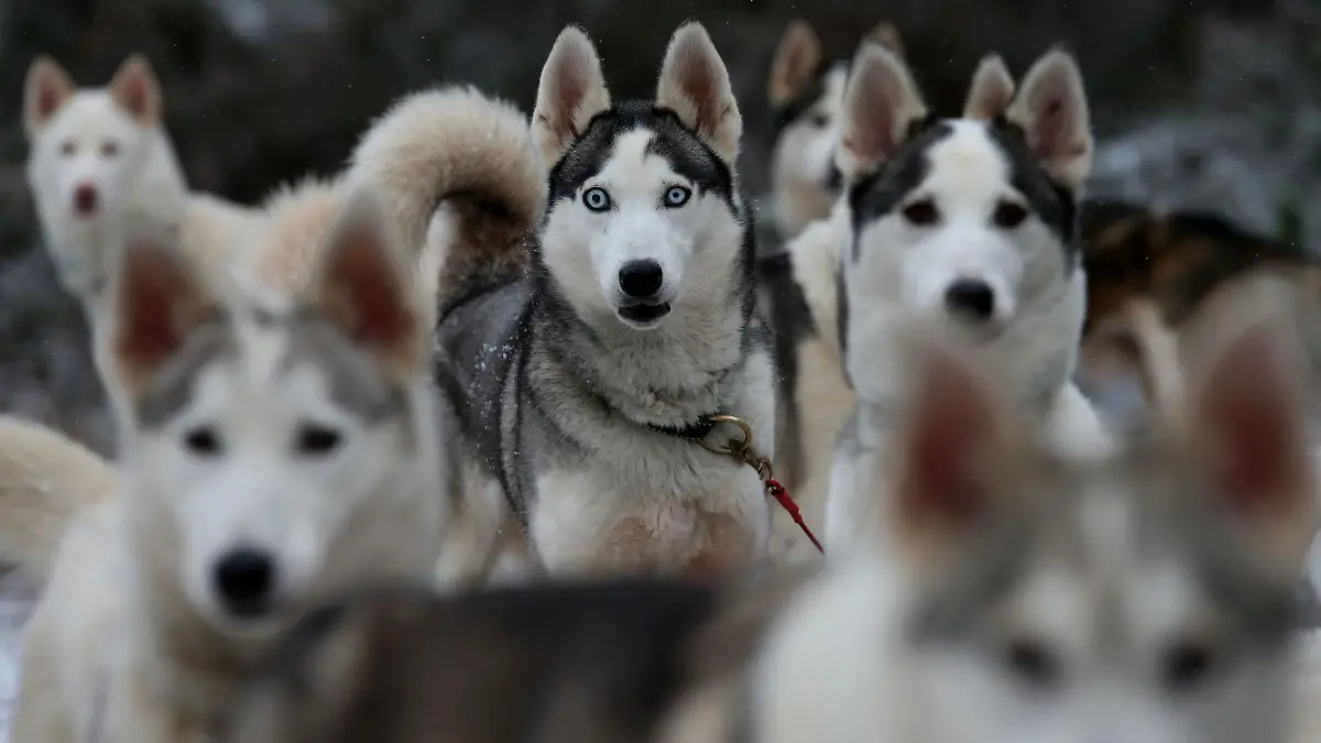 Aviemore Sled Dog Rally 2016. Huskies taking part in a practice session in the forest at Feshiebridge ahead of the 33rd Aviemore Sled Dog Rally being held in the shadow of the Cairngorm mountains this weekend. Picture date: Tuesday January 19, 2016. Over 1,000 sled dogs and 250 mushers are expected to take part in the race, according to event organisers The Siberian Husky Club of Great Britain. Photo credit should read: Andrew Milligan/PA Wire URN:25283034