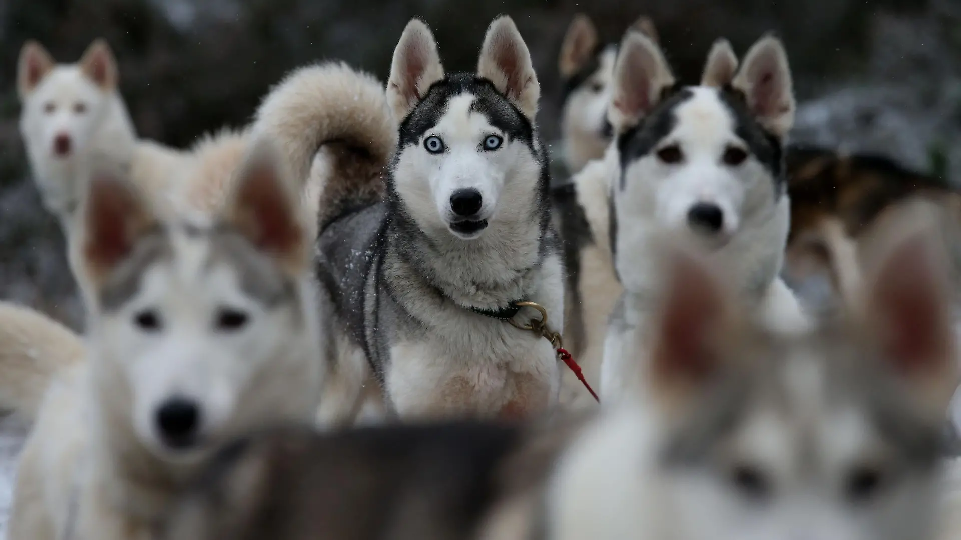 Aviemore Sled Dog Rally 2016. Huskies taking part in a practice session in the forest at Feshiebridge ahead of the 33rd Aviemore Sled Dog Rally being held in the shadow of the Cairngorm mountains this weekend. Picture date: Tuesday January 19, 2016. Over 1,000 sled dogs and 250 mushers are expected to take part in the race, according to event organisers The Siberian Husky Club of Great Britain. Photo credit should read: Andrew Milligan/PA Wire URN:25283034