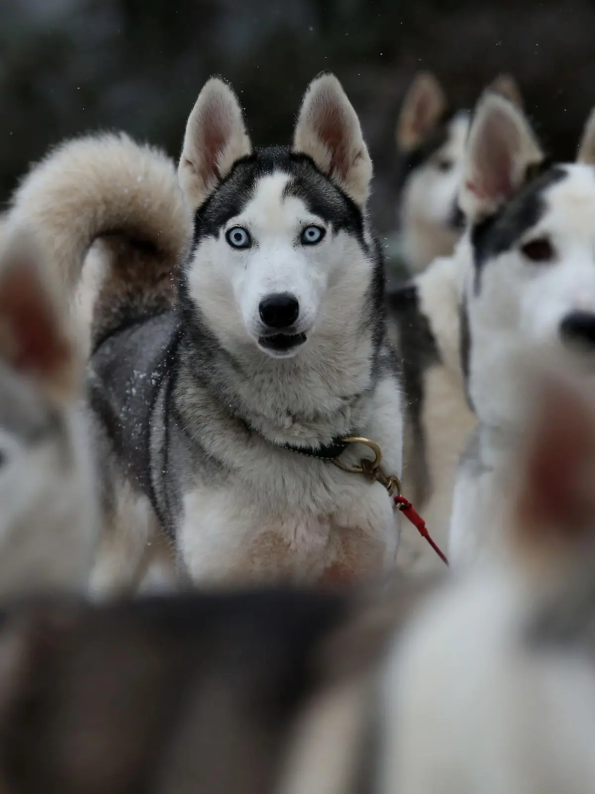 Aviemore Sled Dog Rally 2016. Huskies taking part in a practice session in the forest at Feshiebridge ahead of the 33rd Aviemore Sled Dog Rally being held in the shadow of the Cairngorm mountains this weekend. Picture date: Tuesday January 19, 2016. Over 1,000 sled dogs and 250 mushers are expected to take part in the race, according to event organisers The Siberian Husky Club of Great Britain. Photo credit should read: Andrew Milligan/PA Wire URN:25283034