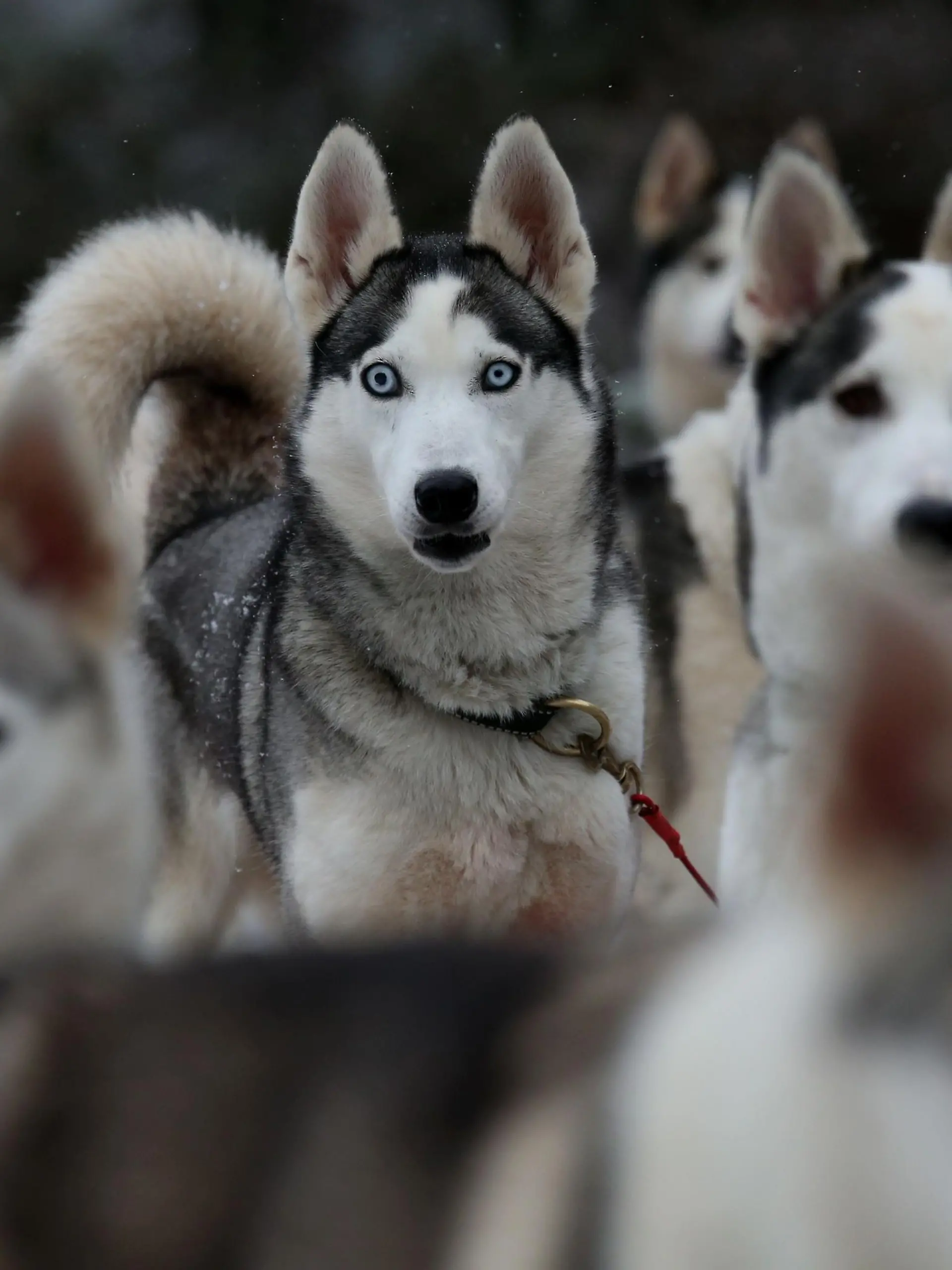 Aviemore Sled Dog Rally 2016. Huskies taking part in a practice session in the forest at Feshiebridge ahead of the 33rd Aviemore Sled Dog Rally being held in the shadow of the Cairngorm mountains this weekend. Picture date: Tuesday January 19, 2016. Over 1,000 sled dogs and 250 mushers are expected to take part in the race, according to event organisers The Siberian Husky Club of Great Britain. Photo credit should read: Andrew Milligan/PA Wire URN:25283034