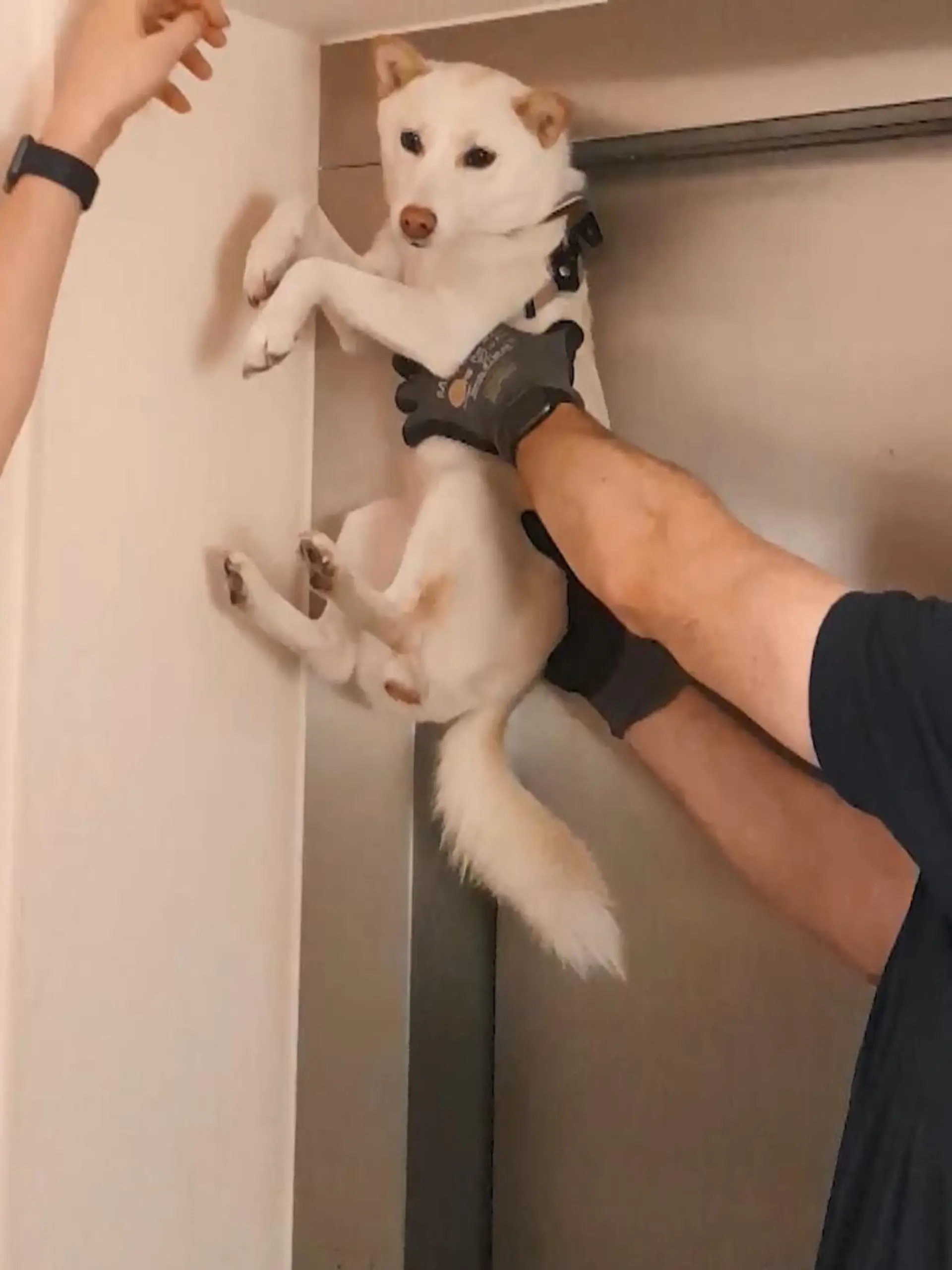 Bild zu: "Hund hängt vor Aufzug in Bochum"