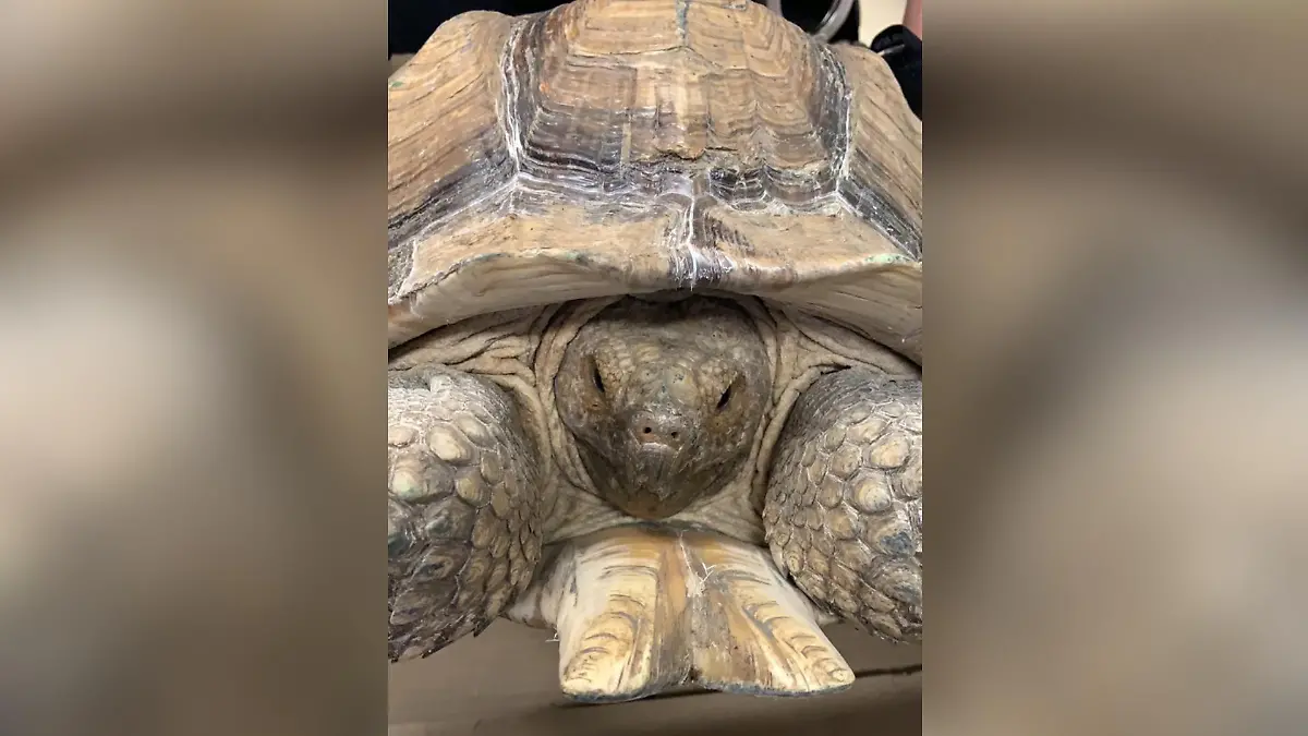 Polizei Alfeld findet 20kg Schildkröte
