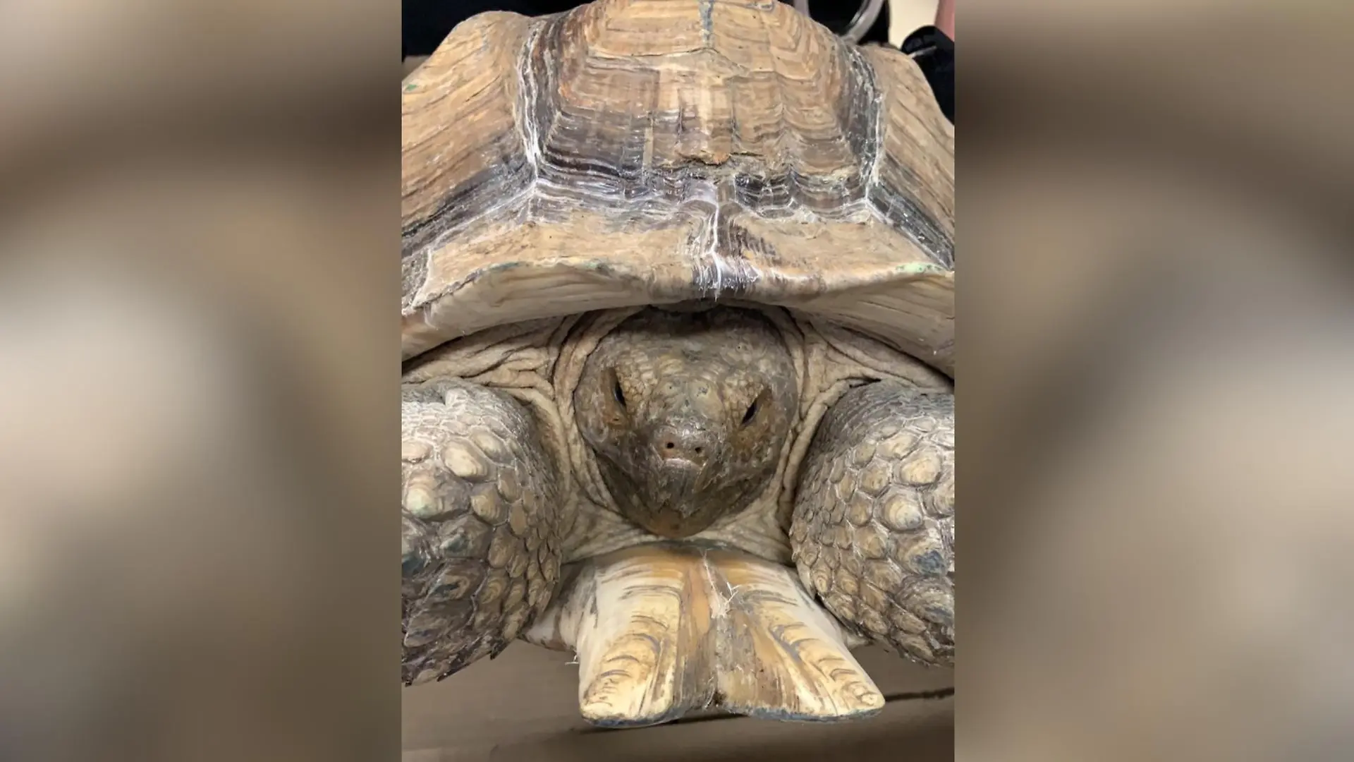 Polizei Alfeld findet 20kg Schildkröte