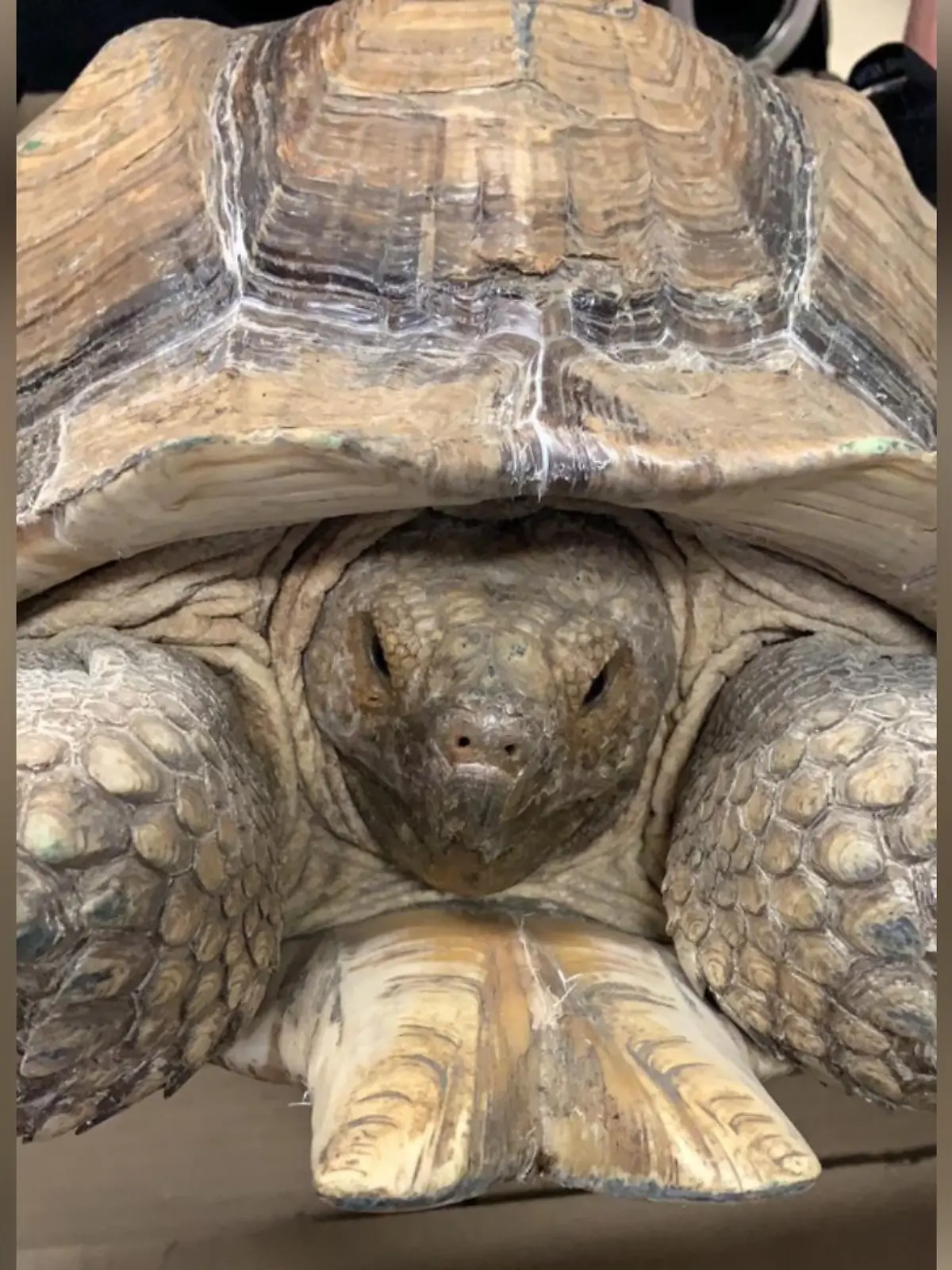 Polizei Alfeld findet 20kg Schildkröte