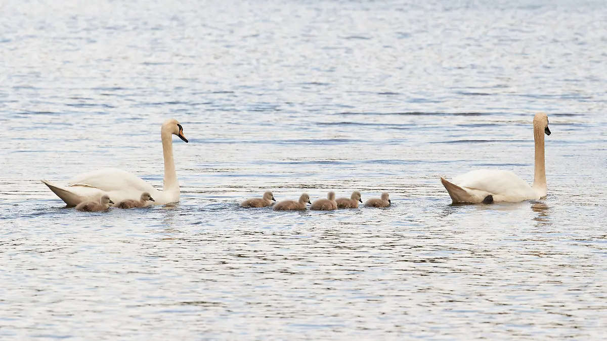 16.05.2023, Hamburg: Schwaneneltern und ihre Küken schwimmen auf der Alster an der Fuhlsbütteler Schleuse. Nach einem Winter mit vielen Einschränkungen und Verlusten haben die ersten Hamburger Schwäne nun Nachwuchs bekommen. Foto: Georg Wendt/dpa +++ dpa-Bildfunk +++