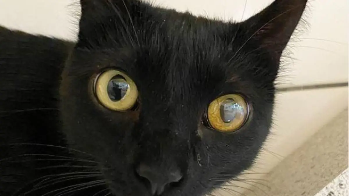 Katzendame Una ist zurück im Tierheim Dellbrück. Ihre neue Besitzerin hat sie nach kurzer Zeit wieder abgegeben.