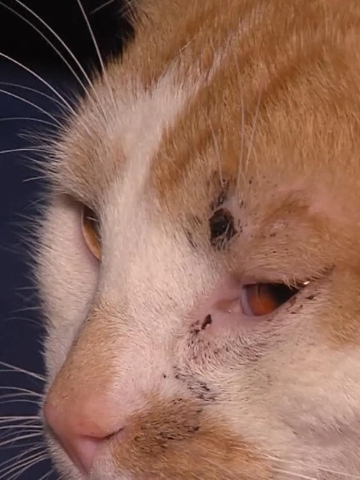 Durch die Gegend streunen, Mäuse fangen – das Leben von Kater Freddy in Erfurt (Thüringen) ist so normal wie glücklich. Doch das ändert sich schlagartig: Eine unbekannte Person – offenbar ein Tierhasser – schießt mehrmals auf den ein Jahr alten Kater, verletzt ihn schwer. Zwar überlebt Freddy knapp, aber seit dem feigen Angriff ist nichts mehr, wie es war.