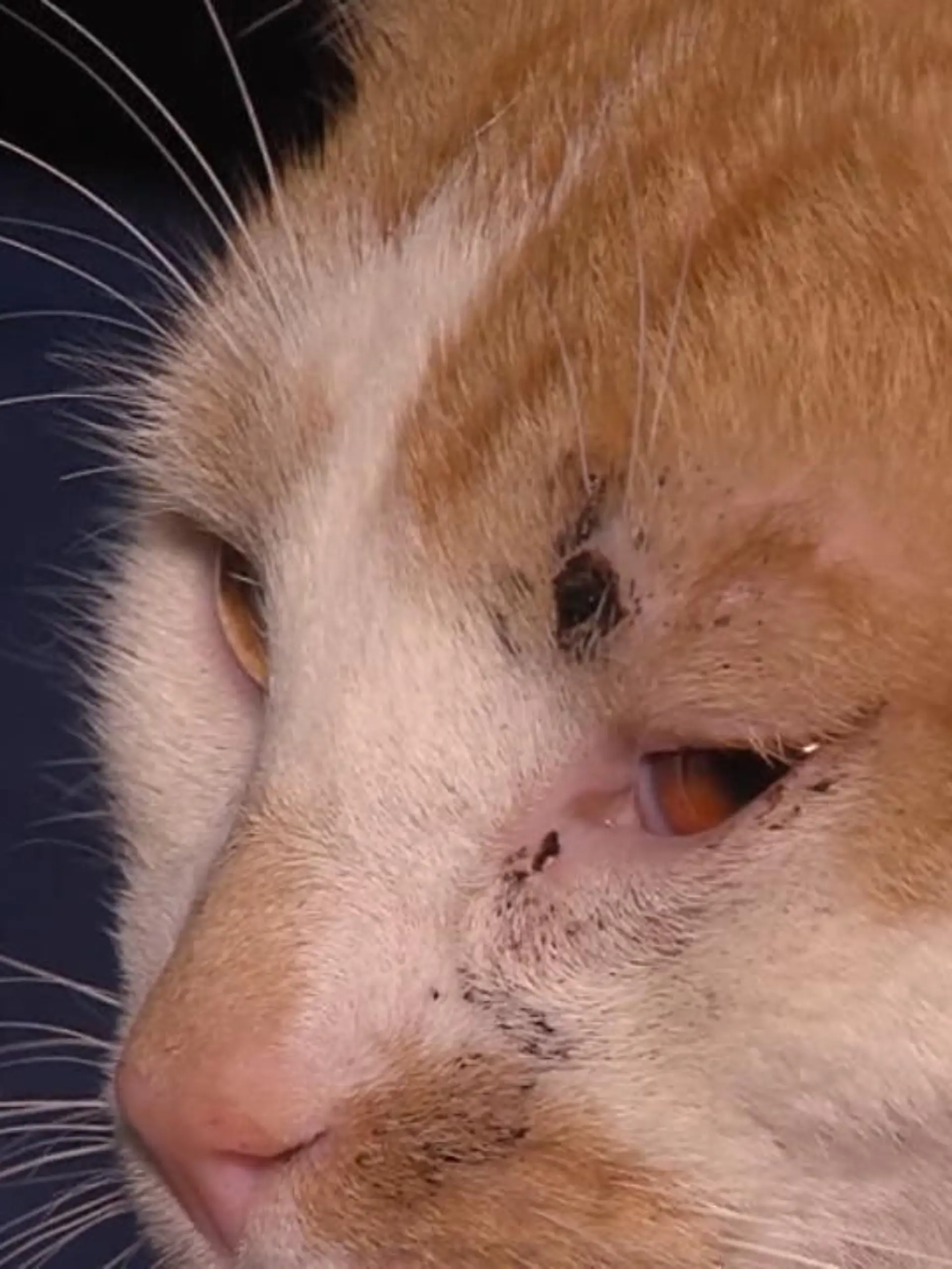 Durch die Gegend streunen, Mäuse fangen – das Leben von Kater Freddy in Erfurt (Thüringen) ist so normal wie glücklich. Doch das ändert sich schlagartig: Eine unbekannte Person – offenbar ein Tierhasser – schießt mehrmals auf den ein Jahr alten Kater, verletzt ihn schwer. Zwar überlebt Freddy knapp, aber seit dem feigen Angriff ist nichts mehr, wie es war.
