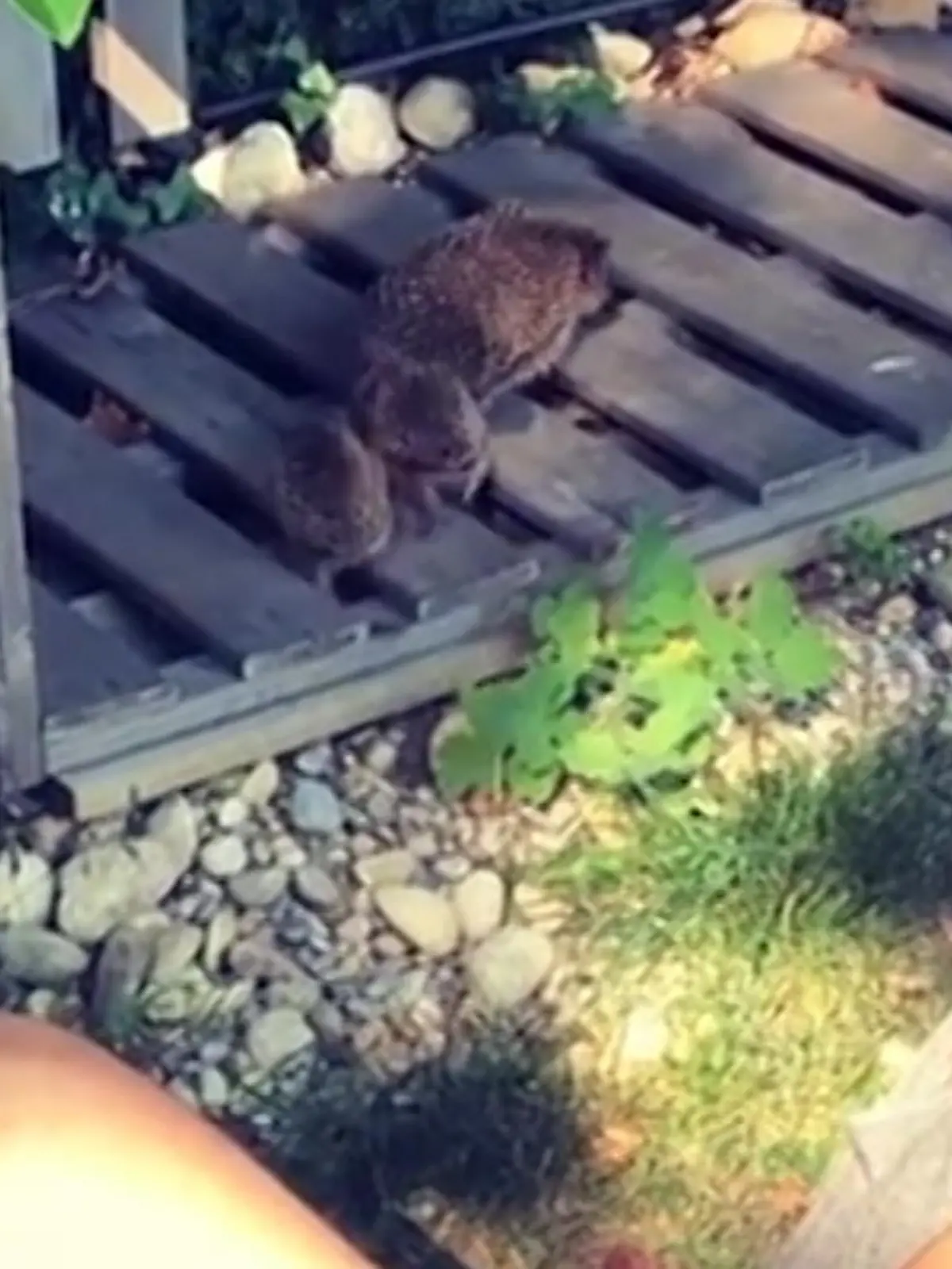 Florian David Fitz und die Igel