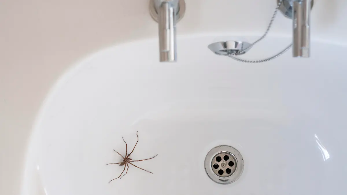 A Giant House Spider Near A Plughole