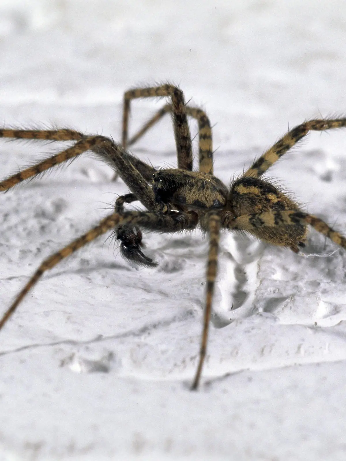 Die Winkelspinne sieht gefährlich aus, ist es für den Menschen aber nicht!