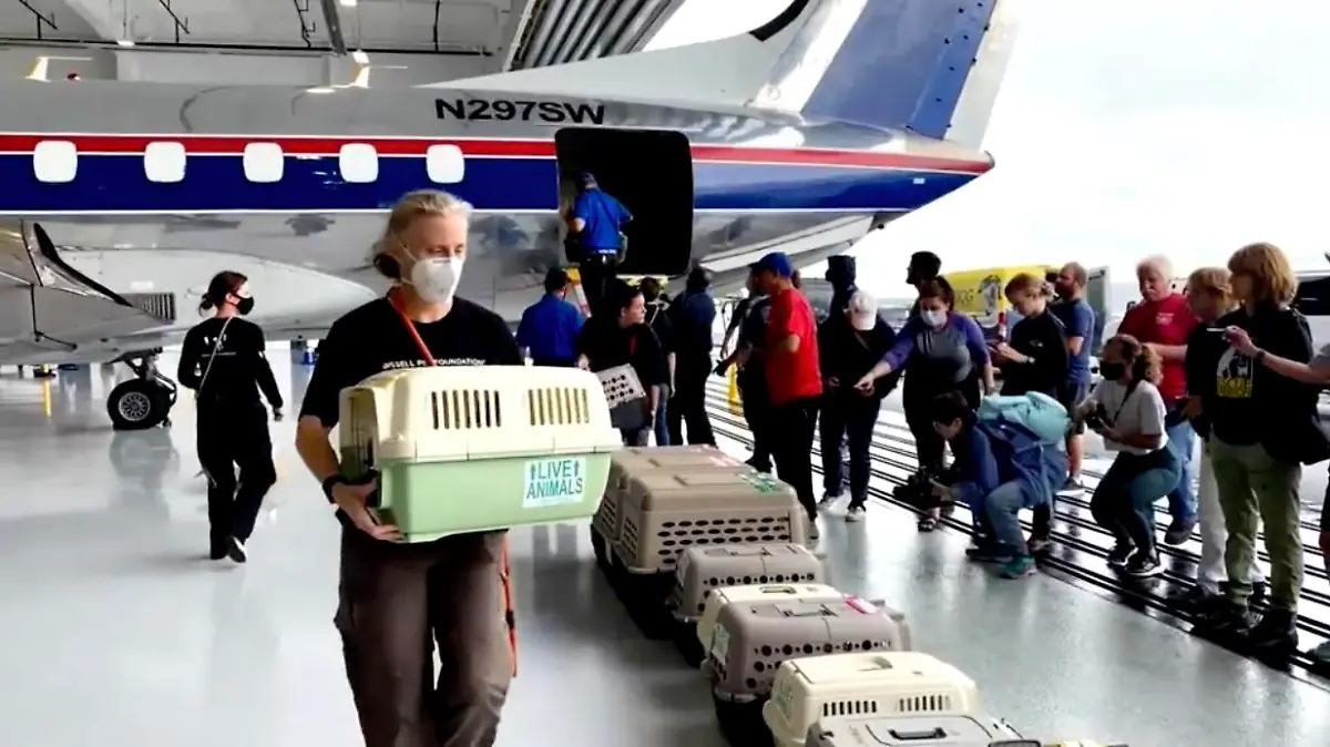 Helfer tragen stundenlang die einzelnen Transportboxen mit den Tieren aus dem Flugzeug.