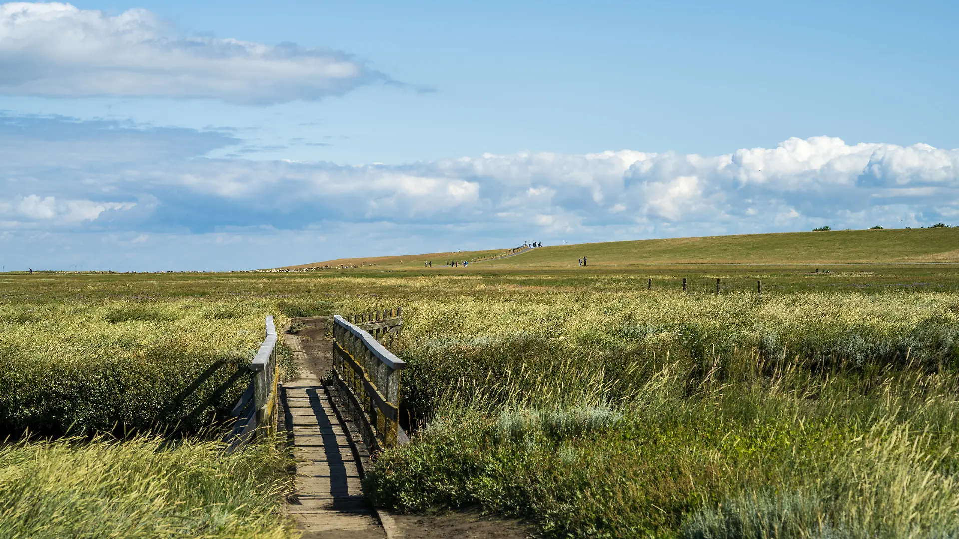 Eiderstedt Juli 2021 Spaziergang am Leuchtturm Westerhever - Wanderweg und Priel durch das Vogelschutzgebiet von Westerhever an der Nordsee *** Eiderstedt July 2021 Walk at Westerhever Lighthouse Hiking trail and tideway through the bird sanctuary of Westerhever at the North Sea