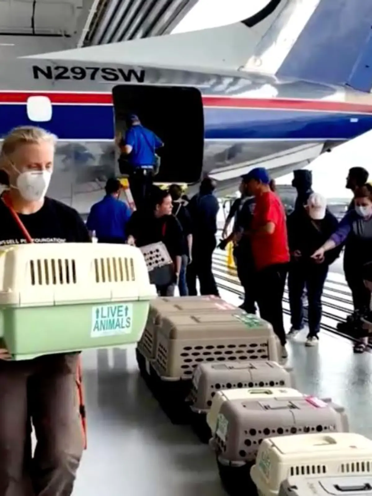 Die geretteten Hunde und Katzen aus Louisiana sind gut am Flughafen von Manassas gelandet.