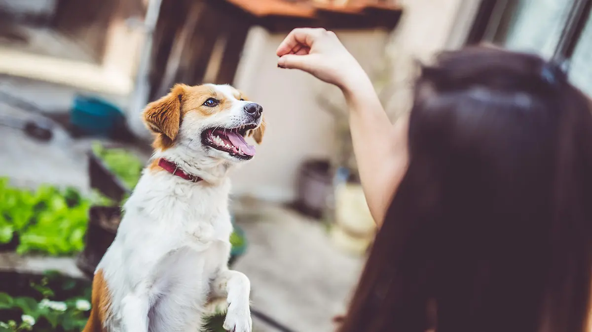 Hund bekommt Leckerli