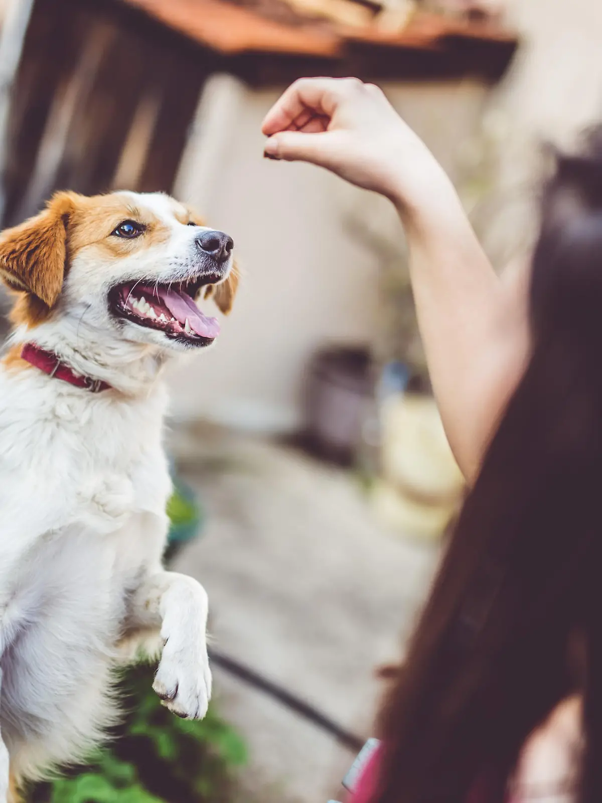 Hund bekommt Leckerli