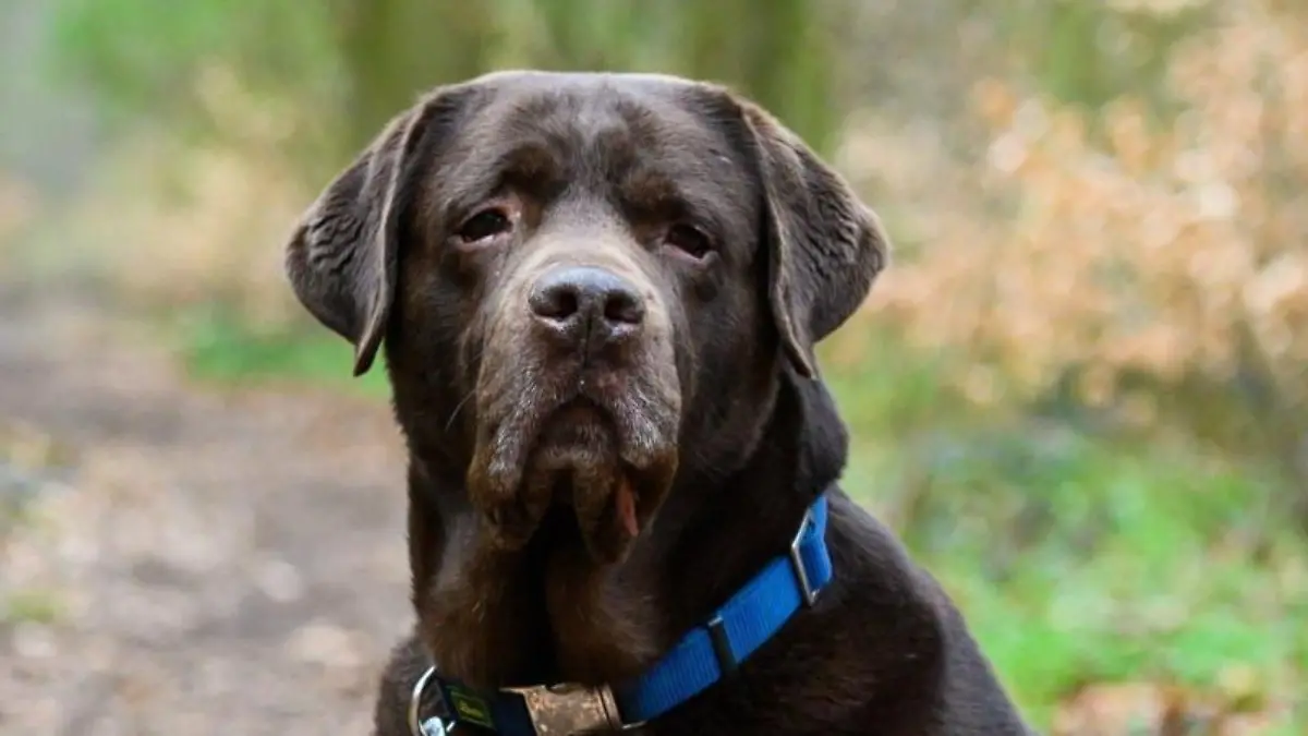 Ein Hund