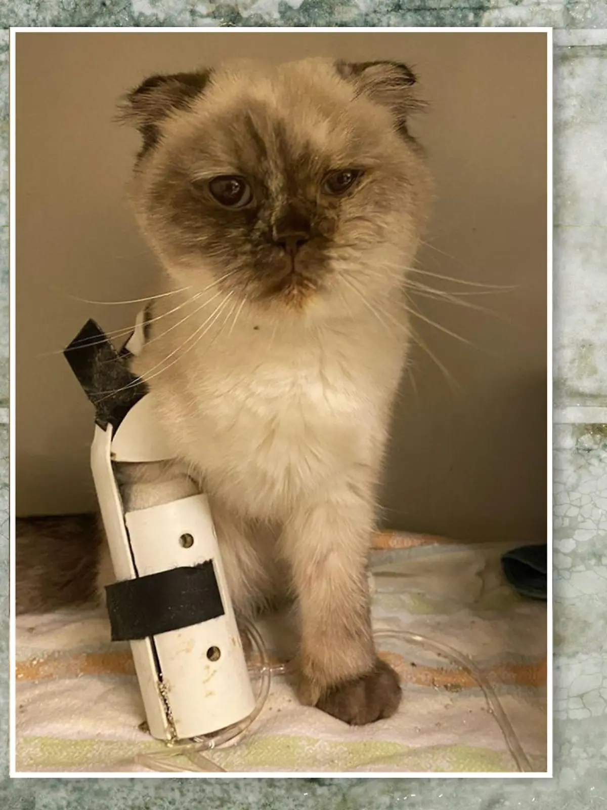 Diese süße Katze wurde in einem Keller gefunden und lebt nun vorerst im Tierheim Köln-Dellbrück.
