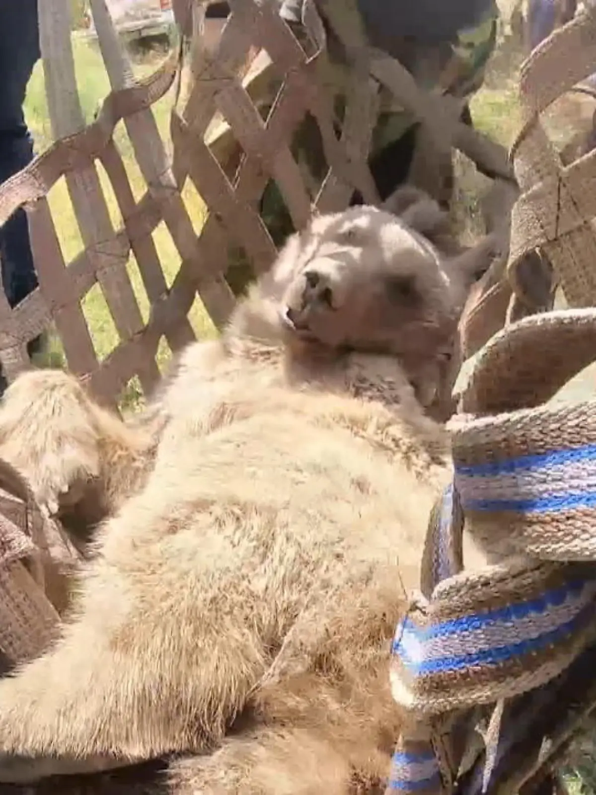 Bild zu: "Tierschützer schneiden Bären aus Netz"