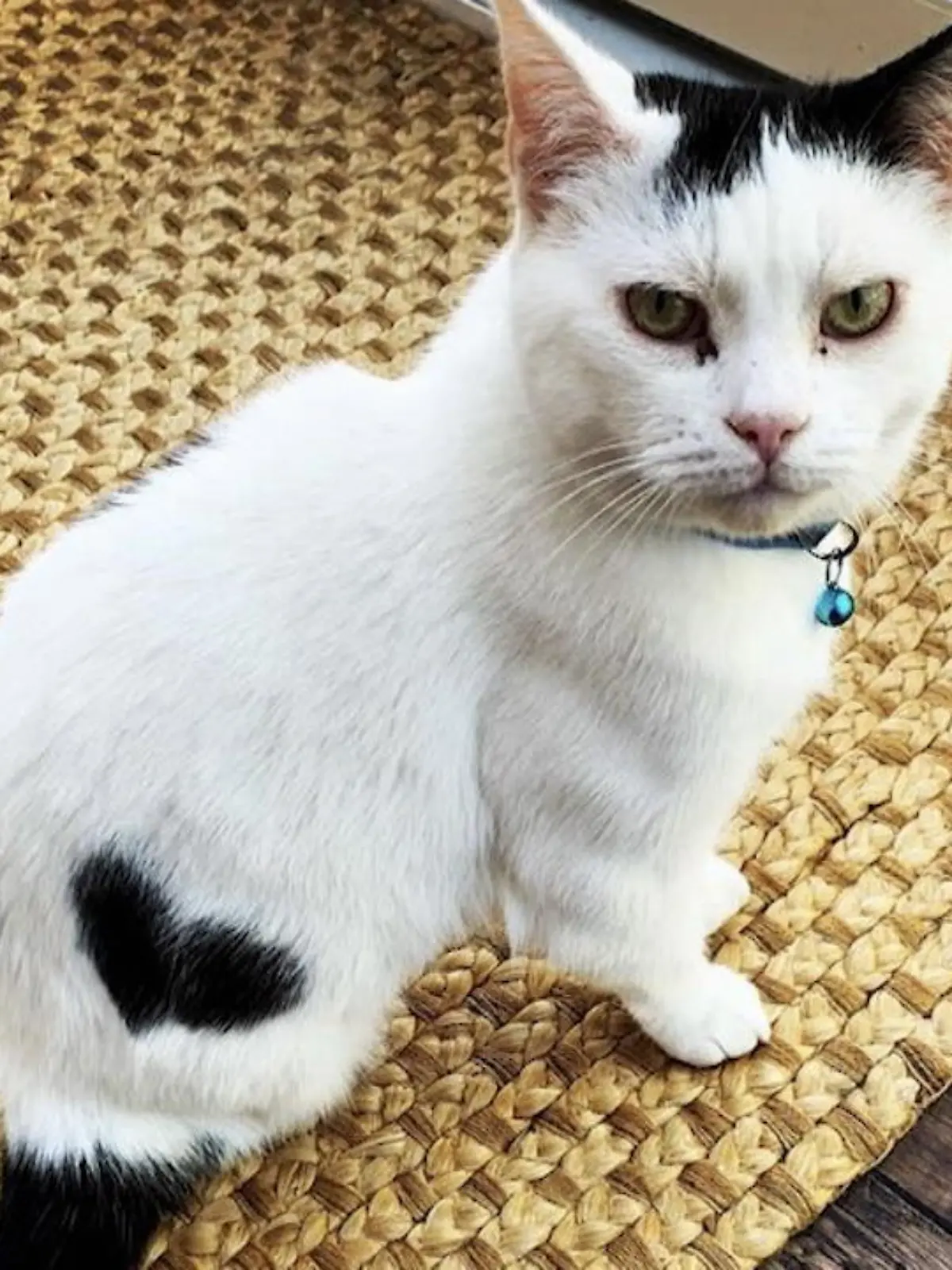 Bild zu: "Katze mit Wiedererkennungswert"