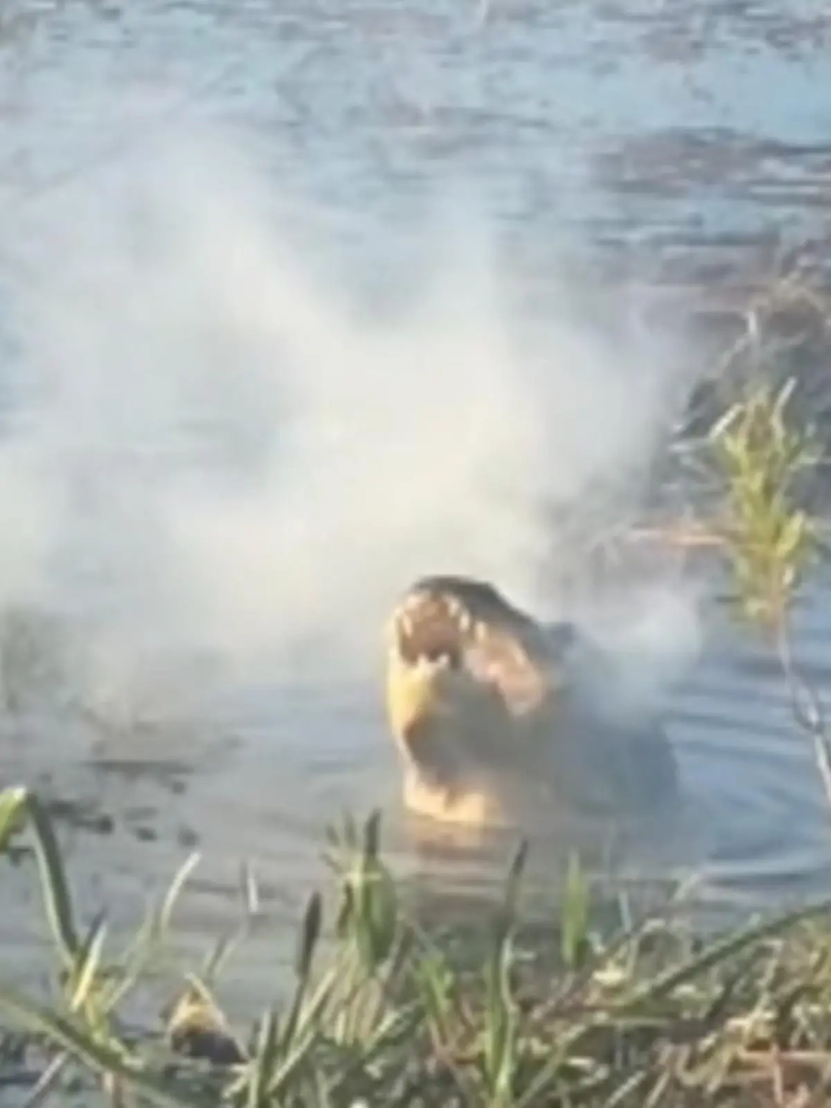 Bild zu: "Drohne geht in Alligator-Maul in Rauch auf"