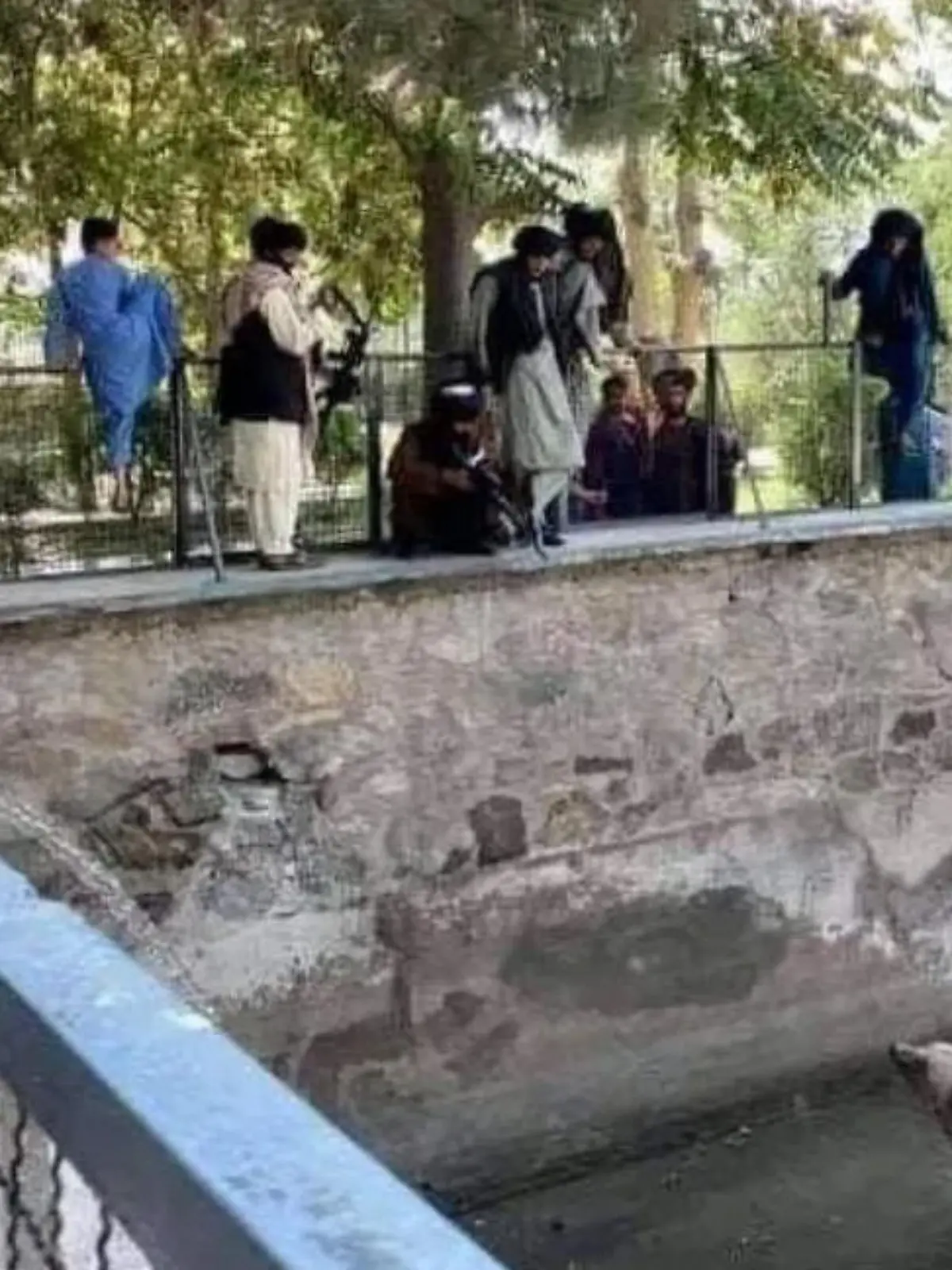 Ein Taliban-Kämpfer richtet sein Gewehr auf einen wehrlosen Bären.