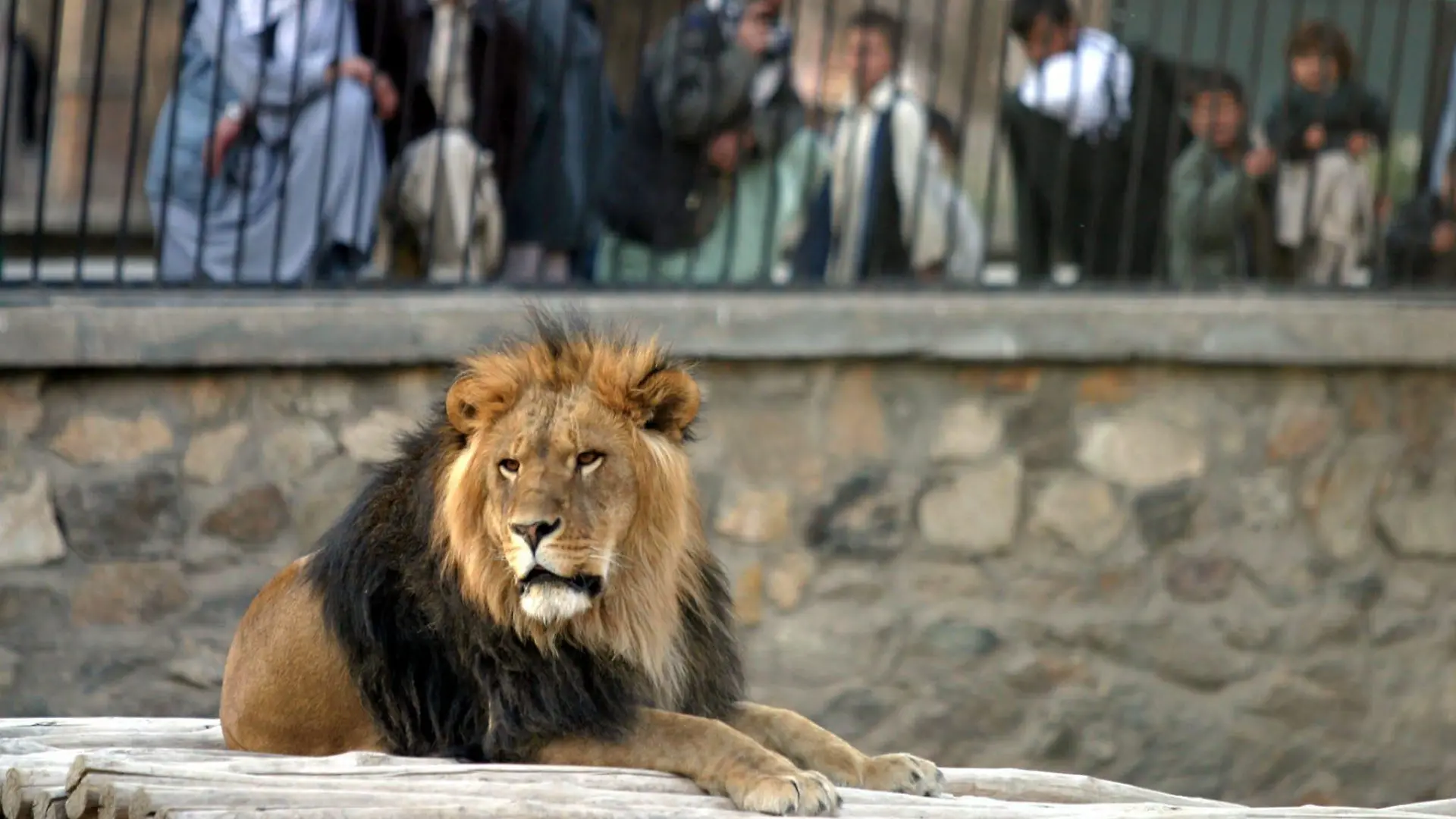epa000314444 Afghanis watch the Lion Marjan at Kabul Zoo on Wednesday 17 November 2004. Today's Kabul Zoo is a shadow of its former self. Established in the late 1960s by the zoological department of Kabul University and supported by the Cologne Zoo in Germany, Kabul Zoo had a collection of about 500 animals at its zenith. But a decade of conflict with the Soviet Union in the 1980s, followed by years of tribal fighting around the Afghan capital, has left the zoo in shambles. EPA/SYED JAN SABAWOON