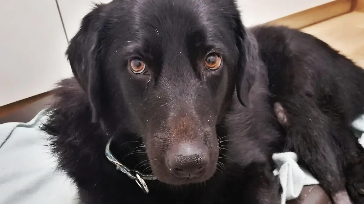 Hund Carlos wird vom Tierheim Andernach betreut.