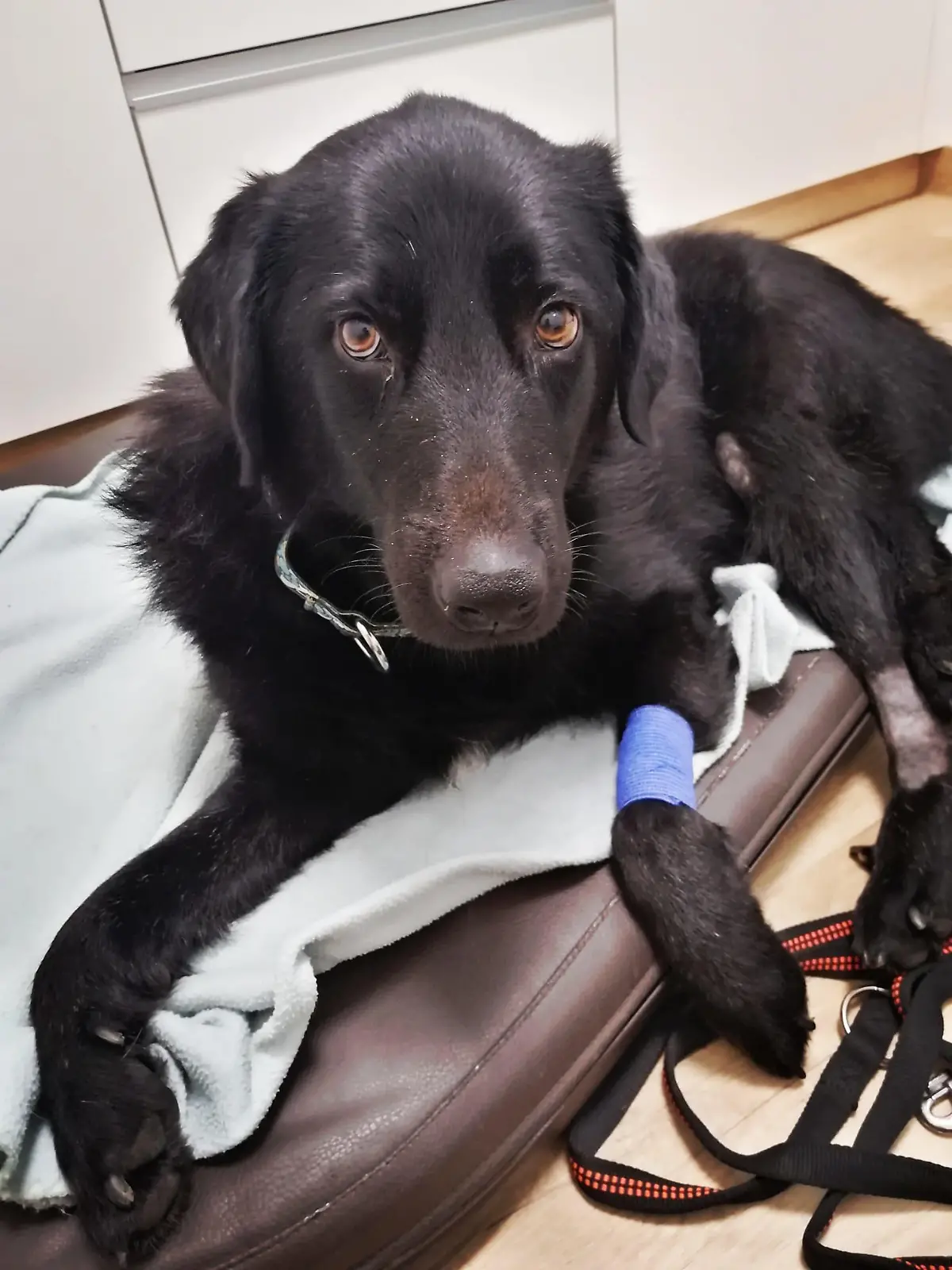 Hund Carlos wird vom Tierheim Andernach betreut.