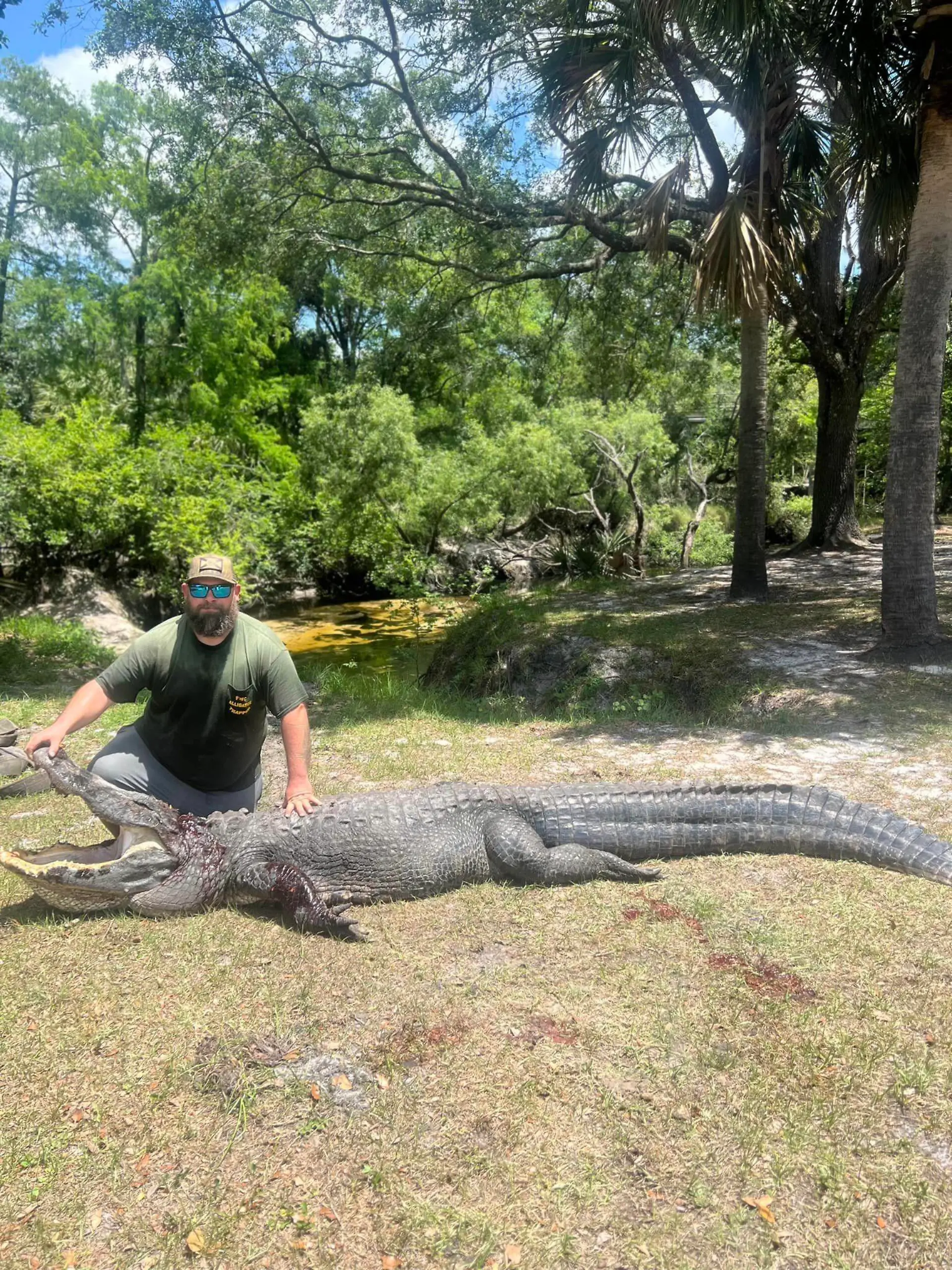 Aligator