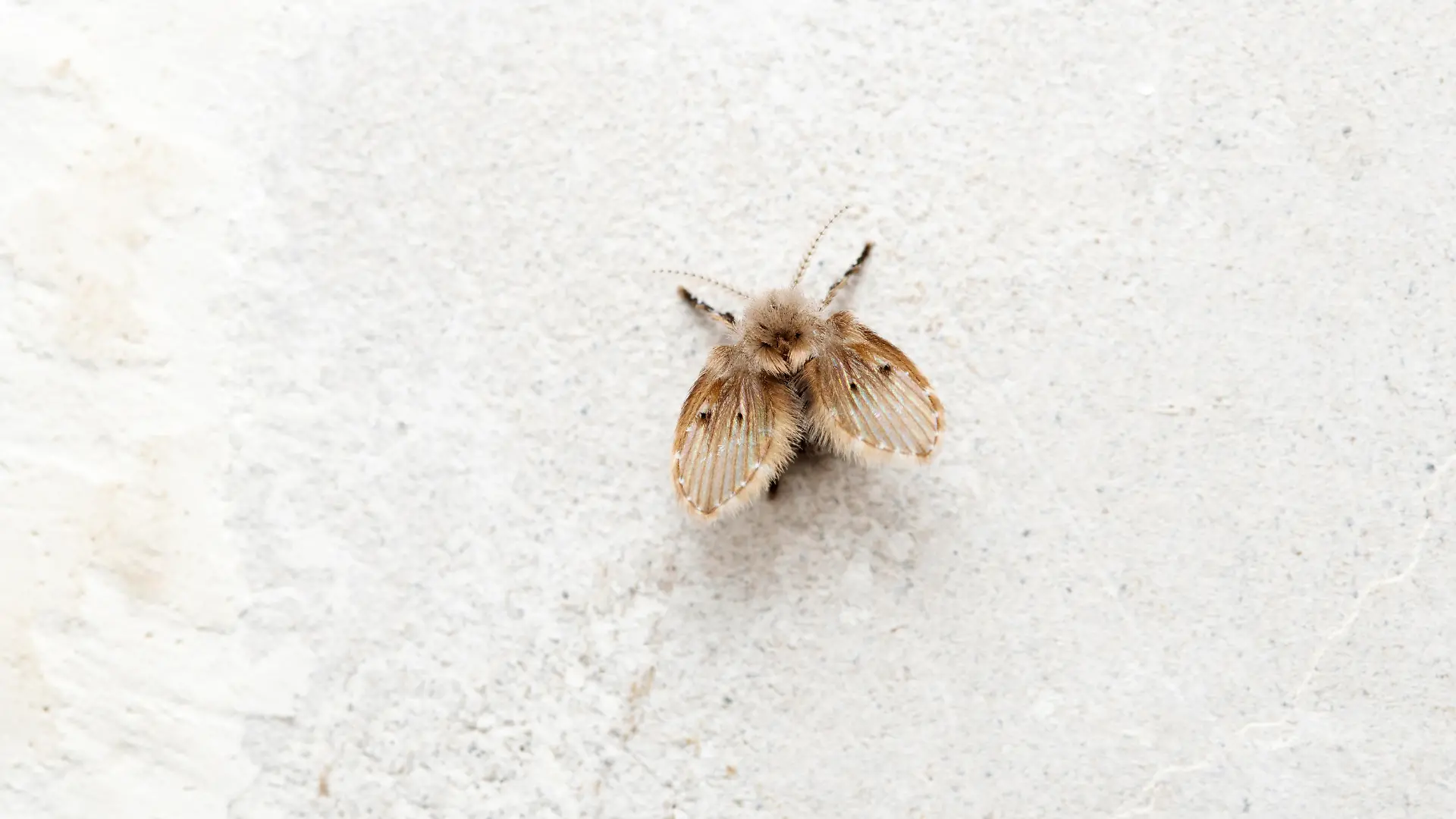 Psychoda cinerea, Psychodidae, Satara, Maharashtra, India