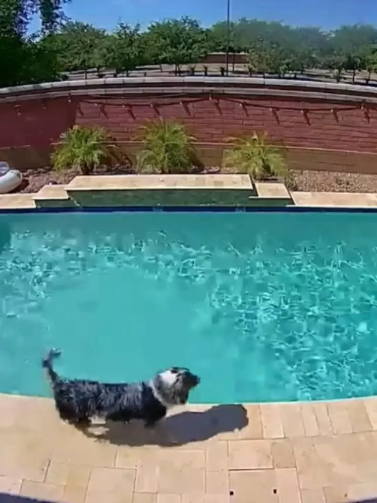Haben Sie sich schonmal gefragt, was Ihre Haustiere machen, wenn sie alleine zuhause sind? Dieser Hund hat ein richtig cooles Hobby.