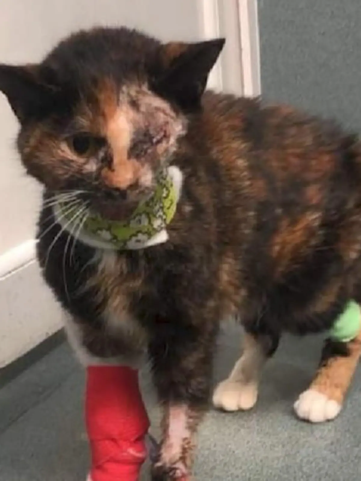 Bild zu: "Katze mit Löwenherz sucht neue Familie"