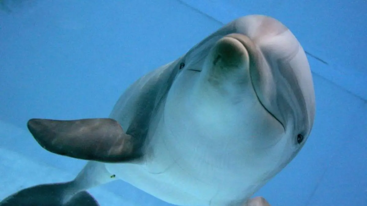 Ein Delfin schwimmt