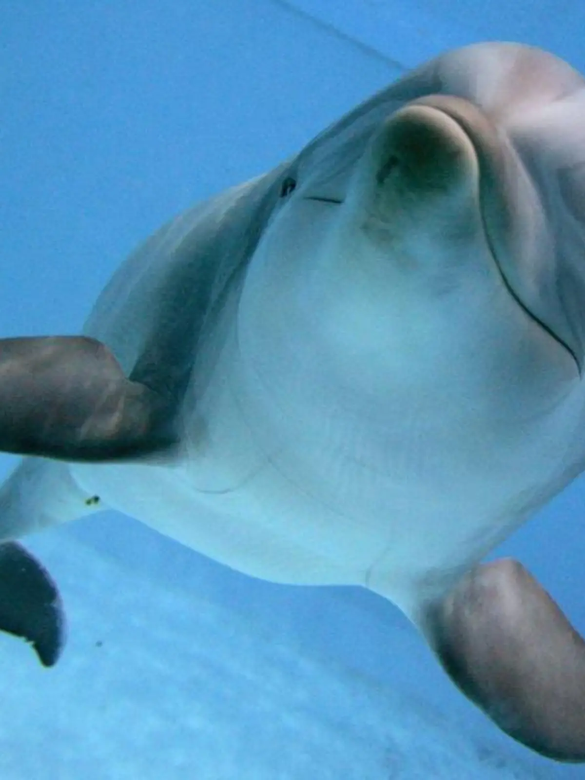 Ein Delfin schwimmt