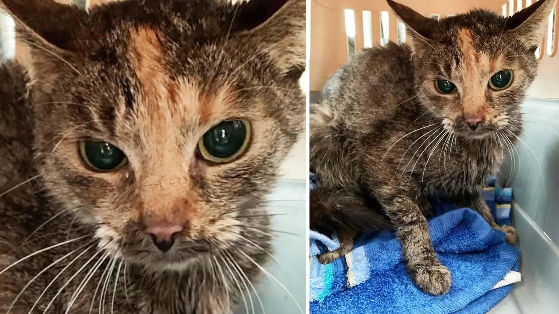 Das Tierheim Passau hat Katze Katinka aus einer extremen Messie-Wohnung retten können.