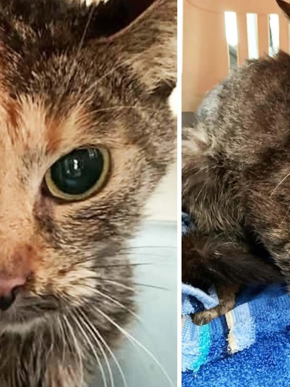 Das Tierheim Passau hat Katze Katinka aus einer extremen Messie-Wohnung retten können.