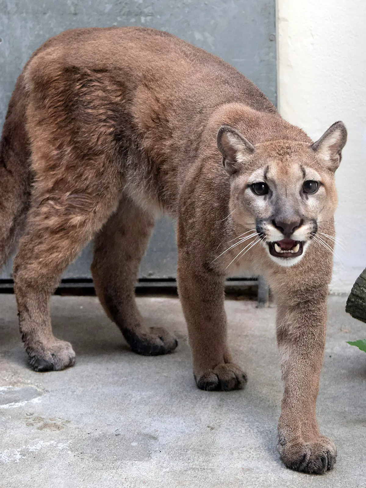 This photo provided by New York's Bronx Zoo shows an 11-month-old, 80-pound cougar that was removed from an apartment, in the Bronx borough of New York, where she was being kept illegally as a pet, animal welfare officials said Monday, Aug. 30, 2021. The cougar, nicknamed Sasha, spent the weekend at the Bronx Zoo receiving veterinary care and is now headed to the Turpentine Creek Wildlife Refuge in Arkansas, officials said. (Courtesy of The Bronx Zoo via AP)