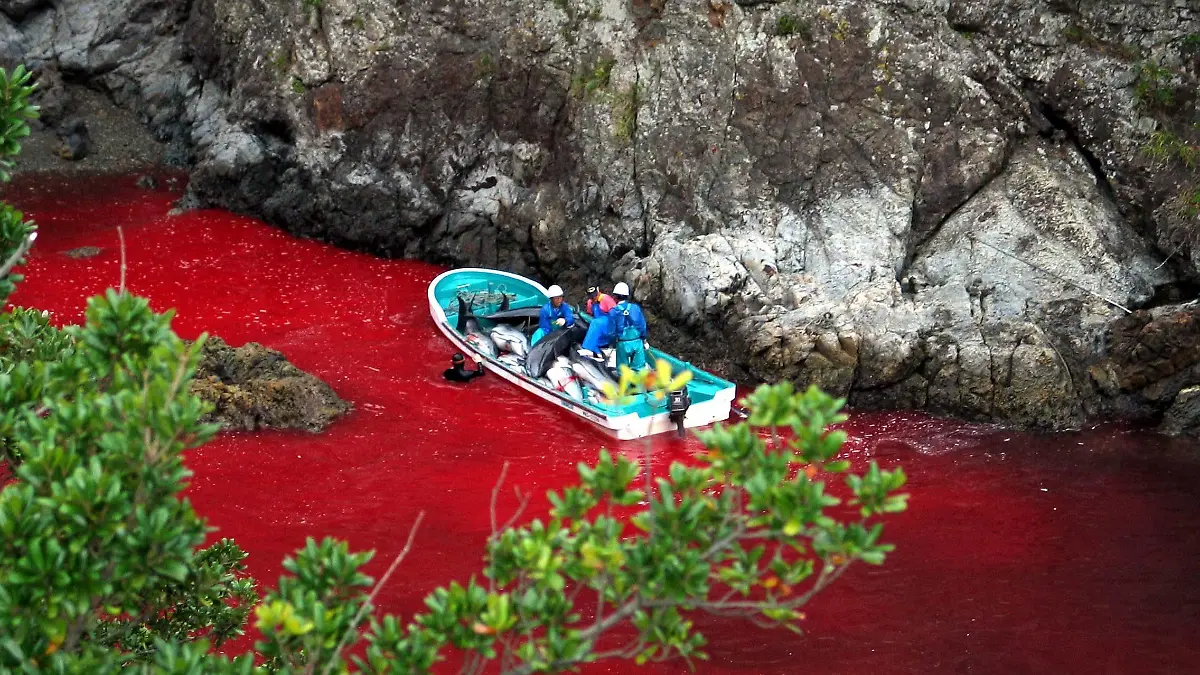 (FILE) An undated handout photograph released by Sea Shepherd Conservation showing Japanese fishermen slaughtering dolphins in blood-soaked water in Taiji, Japan. Media reports state on 02 September 2010 that fishermen in the Japanese town of Taiji, resumed their annual hunt with fewer protesters than 2009, a local official said. Reports continue that, of Japan_s annual quota of 20,000 dolphins, about 1,500 are killed or sold by fishermen in Taiji. EPA/SEA SHEPHERD CONSERVATION / HANDOUT MANDATORY CREDIT EDITORIAL USE ONLY/N(zu: 'Japan tötet wieder Delfine - Auch US-Botschafterin übt Kriti' vom 20.01.2014) +++(c) dpa - Bildfunk+++