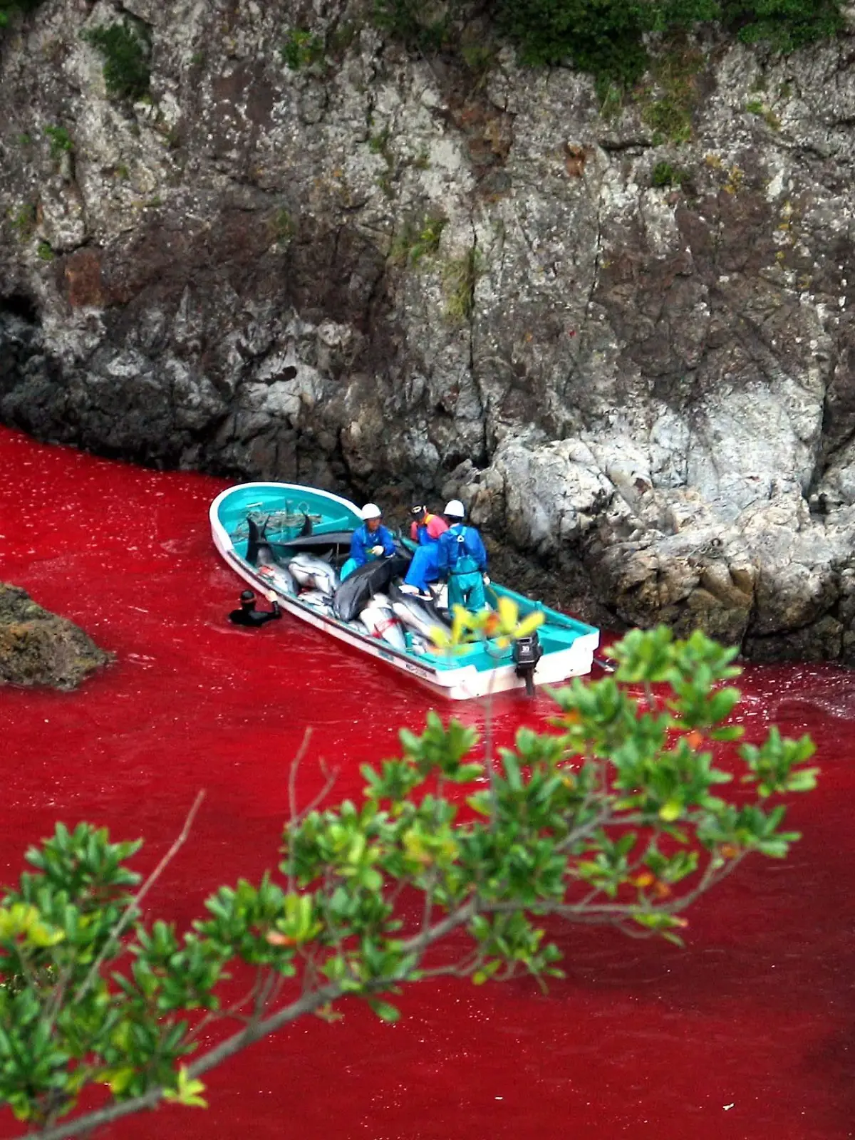 (FILE) An undated handout photograph released by Sea Shepherd Conservation showing Japanese fishermen slaughtering dolphins in blood-soaked water in Taiji, Japan. Media reports state on 02 September 2010 that fishermen in the Japanese town of Taiji, resumed their annual hunt with fewer protesters than 2009, a local official said. Reports continue that, of Japan_s annual quota of 20,000 dolphins, about 1,500 are killed or sold by fishermen in Taiji. EPA/SEA SHEPHERD CONSERVATION / HANDOUT MANDATORY CREDIT EDITORIAL USE ONLY/N(zu: 'Japan tötet wieder Delfine - Auch US-Botschafterin übt Kriti' vom 20.01.2014) +++(c) dpa - Bildfunk+++