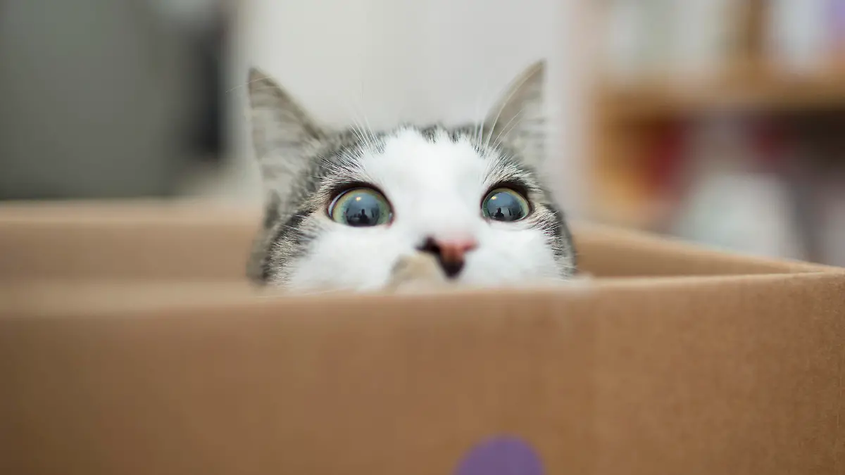 Cat in a boxcat in the box