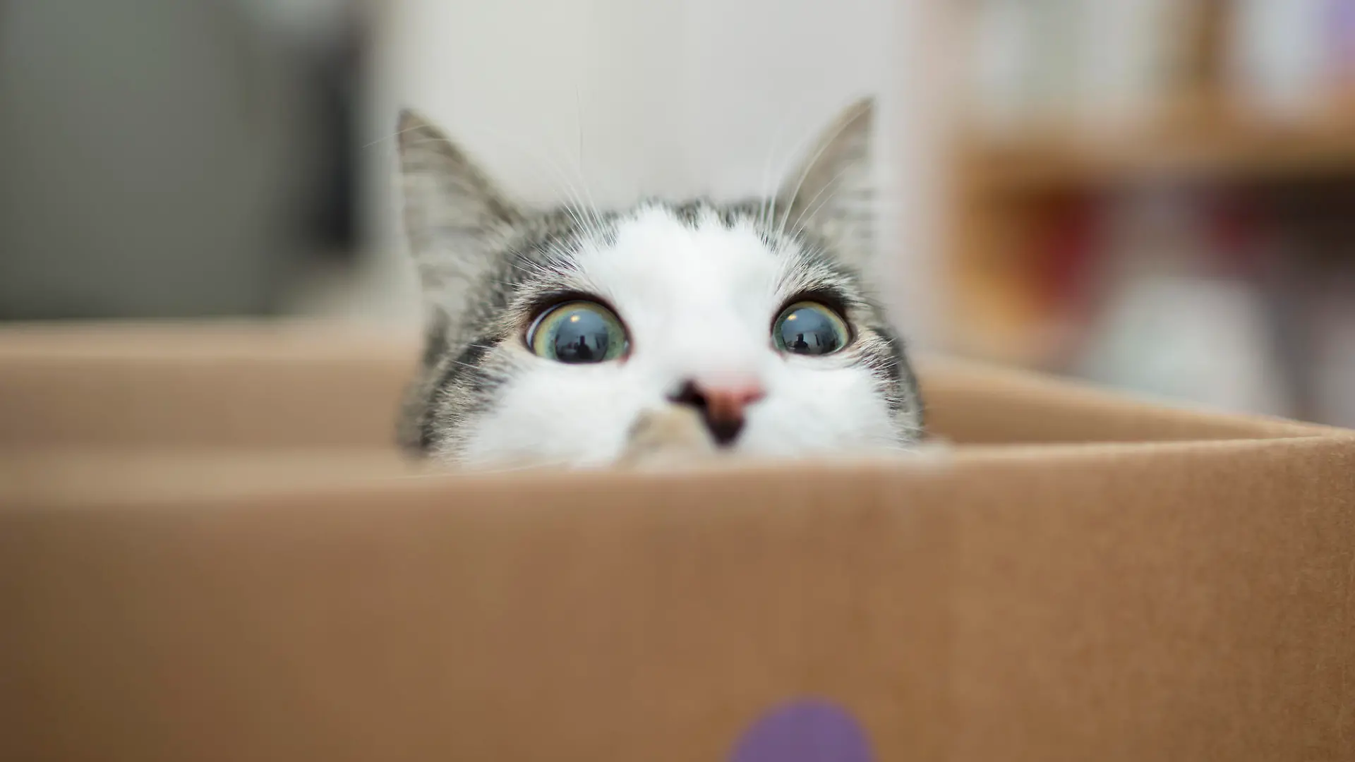 Cat in a boxcat in the box